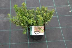 Escallonia (Escallonia 'Red Dream') -OL Planten Winkel escallonia red dream 6 1