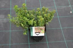 Escallonia (Escallonia 'Red Dream') -OL Planten Winkel escallonia red dream 7 1