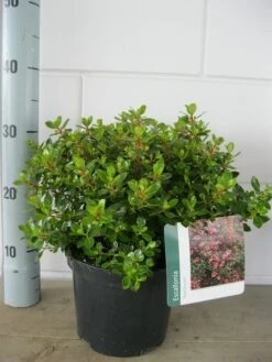 Escallonia (Escallonia 'Red Dream') -OL Planten Winkel escallonia red dream c3 21 07 2015