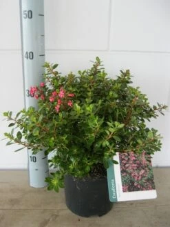Escallonia (Escallonia 'Red Dream') -OL Planten Winkel escalonia red dream c3 20 08 2017