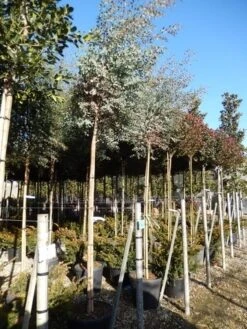 Eucalyptus Als Boom (Eucalyptus Gunnii) -OL Planten Winkel eucalypthus gunii 10 12