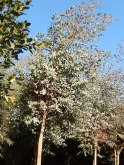 Eucalyptus Als Boom (Eucalyptus Gunnii) -OL Planten Winkel eucalypthus gunii 10 12 2