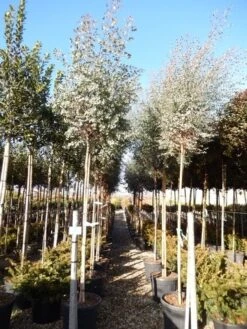 Eucalyptus Als Boom (Eucalyptus Gunnii)