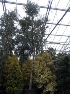 Eucalyptus Als Boom (Eucalyptus Gunnii) -OL Planten Winkel eucalyptus