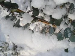 Winterharde Eucalyptus (Eucalyptus Gunnii 'Azura') -OL Planten Winkel eucalyptus azura hardy