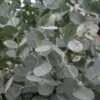 Winterharde Eucalyptus (Eucalyptus Gunnii 'Azura') -OL Planten Winkel eucalyptus azura zoom