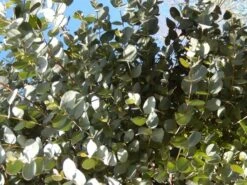 Eucalyptus Als Boom (Eucalyptus Gunnii) -OL Planten Winkel eucalyptus gunni