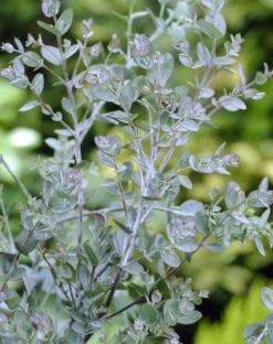 Winterharde Gomboom (Eucalyptus Gunnii) -OL Planten Winkel eucalyptus gunnii 1