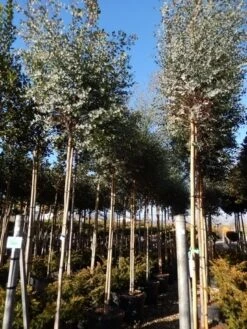 Eucalyptus Als Boom (Eucalyptus Gunnii) -OL Planten Winkel eucalyptus gunnii 12 14