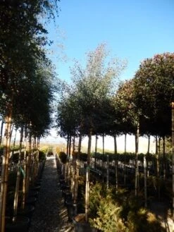 Eucalyptus Als Boom (Eucalyptus Gunnii) -OL Planten Winkel eucalyptus gunnii 12 14 2