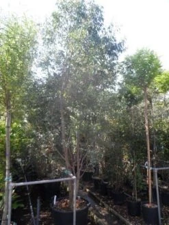 Winterharde Gomboom (Eucalyptus Gunnii) -OL Planten Winkel eucalyptus gunnii 250 300 c110 meerstammig