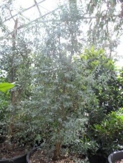 Winterharde Gomboom (Eucalyptus Gunnii) -OL Planten Winkel eucalyptus gunnii struikvorm c500