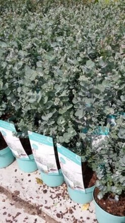 Winterharde Eucalyptus (Eucalyptus Gunnii 'Azura') -OL Planten Winkel eucalyptusazura02