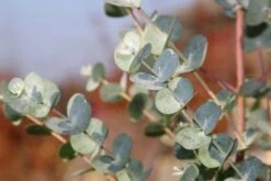 Winterharde Eucalyptus (Eucalyptus Gunnii 'Azura') -OL Planten Winkel eucalythus azura 3