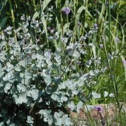 Eucalyptus Als Boom (Eucalyptus Gunnii) -OL Planten Winkel eugunnii 8