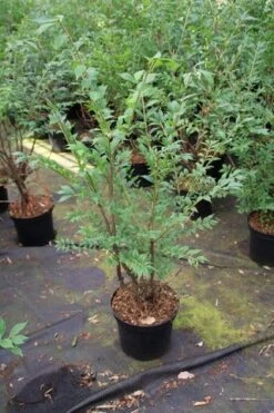 Kardinaalshoed (Euonymus Alatus) 23 Kardinaalshoed (Euonymus Alatus) -OL Planten Winkel euonymus alatus 1