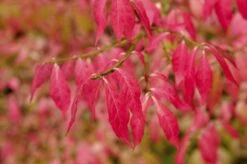 Kardinaalshoed (Euonymus Alatus) 17 Kardinaalshoed (Euonymus Alatus) -OL Planten Winkel euonymus alatus 2 1