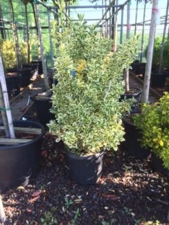 Kardinaalshoed (Euonymus Japonicus 'Bravo') -OL Planten Winkel euonymus japonica bravo 80100 1