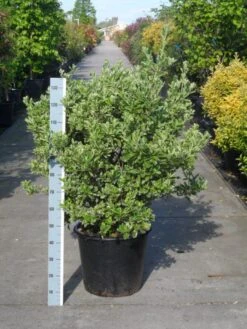 Kardinaalsmuts (Euonymus Japonicus 'Albomarginatus') -OL Planten Winkel euonymus japonicus albomarginatus 80 100 c50