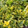 Kardinaalshoed (Euonymus Japonicus 'Aureomarginatus') -OL Planten Winkel euonymus japonicus aureomarginatus 1