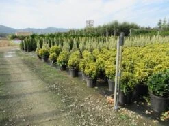 Kardinaalshoed Als Bol (Euonymus Japonicus 'Aureus') -OL Planten Winkel euonymus japonicus aureus 1