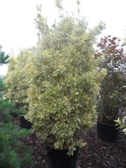 Kardinaalshoed (Euonymus Japonicus 'Bravo') -OL Planten Winkel euonymus japonicus bravo 200 250 c150 1