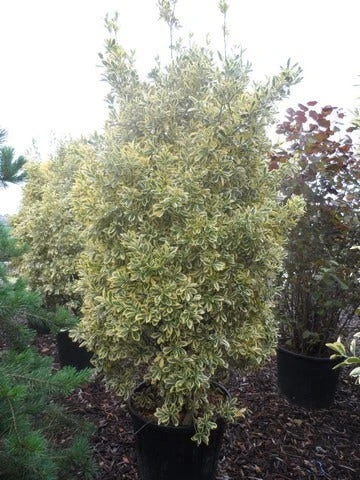 Kardinaalshoed (Euonymus Japonicus 'Bravo') 7 Kardinaalshoed (Euonymus Japonicus 'Bravo') - Afbeelding 5