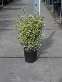 Kardinaalshoed (Euonymus Japonicus 'Bravo') -OL Planten Winkel euonymus japonicus bravo 50 60 c10 1