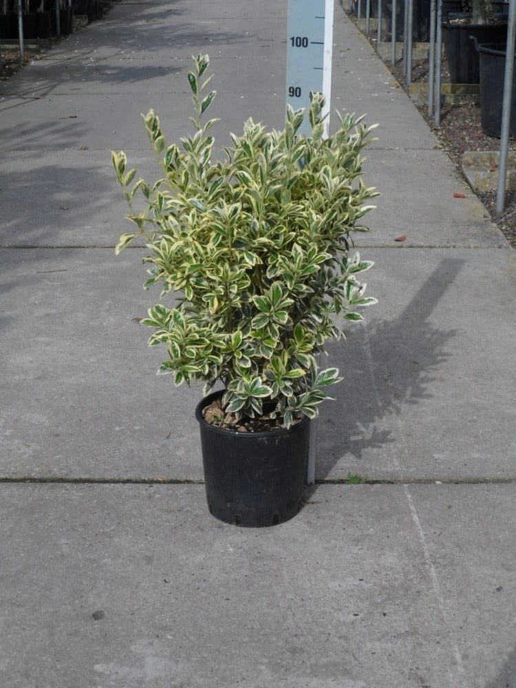 Kardinaalshoed (Euonymus Japonicus 'Bravo') 4 Kardinaalshoed (Euonymus Japonicus 'Bravo') - Afbeelding 2