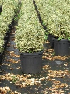 Kardinaalshoed Als Bol (Euonymus Japonicus 'Bravo') -OL Planten Winkel euonymus japonicus bravo 1
