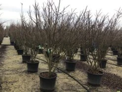 Meerstammige Kardinaalshoed (Euonymus Alatus) 9 Meerstammige Kardinaalshoed (Euonymus Alatus) -OL Planten Winkel euonymusalatusmeerstam