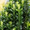Kardinaalshoed (Euonymus Japonicus 'Green Spire') -OL Planten Winkel euonymusjapgreenspirev01 1