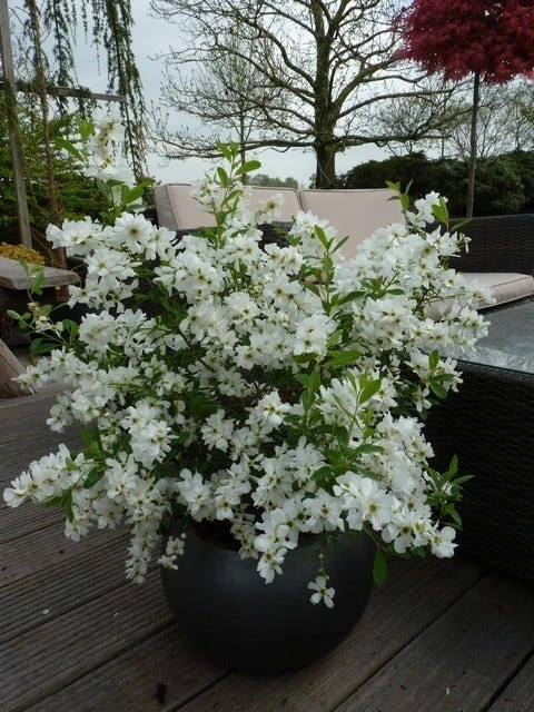 Exochorda (Exochorda Macrantha 'The Bride') 5 Exochorda (Exochorda Macrantha 'The Bride') - Afbeelding 3