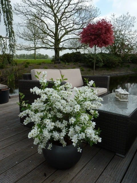 Exochorda (Exochorda Macrantha 'The Bride') 9 Exochorda (Exochorda Macrantha 'The Bride') - Afbeelding 7