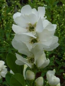 Exochorda (Exochorda Macrantha 'The Bride') 19 Exochorda (Exochorda Macrantha 'The Bride') -OL Planten Winkel exochorda 1 2