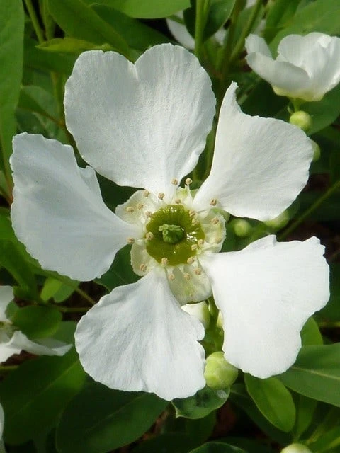 Exochorda (Exochorda Macrantha 'The Bride') 7 Exochorda (Exochorda Macrantha 'The Bride') - Afbeelding 5