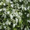 Exochorda (Exochorda Macrantha 'The Bride') -OL Planten Winkel exochorda macrantha the bride