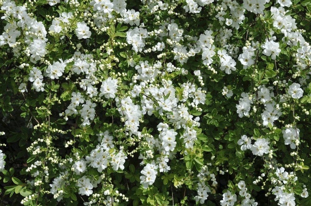 Exochorda (Exochorda Macrantha 'The Bride') 3 Exochorda (Exochorda Macrantha 'The Bride')