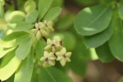Exochorda (Exochorda Macrantha 'The Bride') 22 Exochorda (Exochorda Macrantha 'The Bride') -OL Planten Winkel exochorda macrantha the bride 1