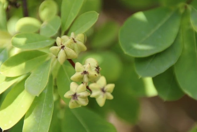 Exochorda (Exochorda Macrantha 'The Bride') 11 Exochorda (Exochorda Macrantha 'The Bride') - Afbeelding 9