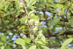 Exochorda (Exochorda Macrantha 'The Bride') 23 Exochorda (Exochorda Macrantha 'The Bride') -OL Planten Winkel exochorda macrantha the bride 2