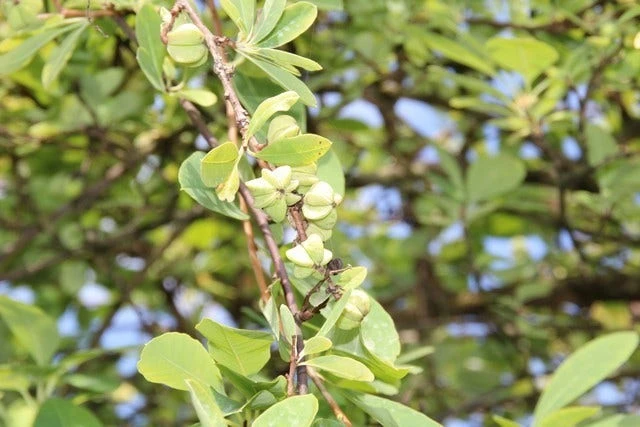 Exochorda (Exochorda Macrantha 'The Bride') 12 Exochorda (Exochorda Macrantha 'The Bride') - Afbeelding 10