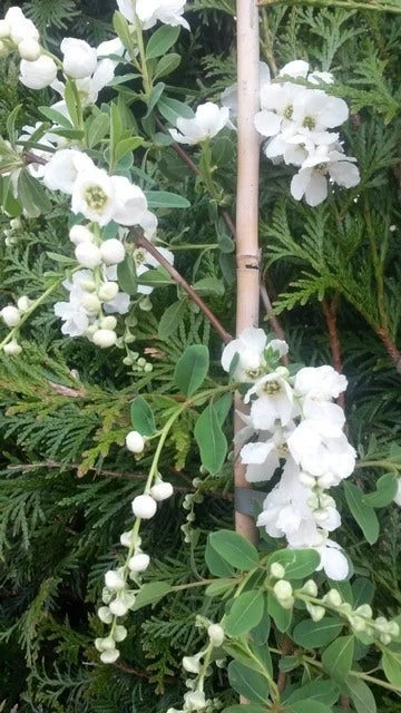 Exochorda (Exochorda Macrantha 'The Bride') 6 Exochorda (Exochorda Macrantha 'The Bride') - Afbeelding 4