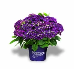 Hortensia Paars (Hydrangea 'Forever&Ever') -OL Planten Winkel f e packshot purple rgb