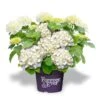 Hortensia Wit (Hydrangea 'Forever&Ever') -OL Planten Winkel f e packshot white rgb 2