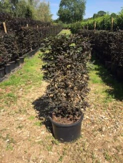 Rode Beukenhaag Als Haagelement (Fagus Sylvatica 'Atropunicea') -OL Planten Winkel fagus syl. atropunicea 100x45x45cm pot