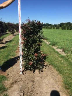 Rode Beukenhaag Als Haagelement (Fagus Sylvatica 'Atropunicea') -OL Planten Winkel fagus syl. atropunicea 125 x 50 x 50 cm drkl haagelement 2