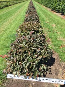 Rode Beuk Als Bolvorm (Fagus Sylvatica 'Atropunicea') -OL Planten Winkel fagus syl. atropunicea 60 cm breed platte bol drkl