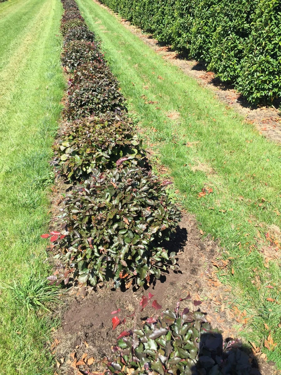 Rode Beuk Als Bolvorm (Fagus Sylvatica 'Atropunicea') - Afbeelding 5