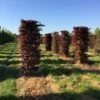 Rode Beukenhaag Als Haagelement (Fagus Sylvatica 'Atropunicea') -OL Planten Winkel fagus sylv. atopunicea h225x60x60cm 2 1